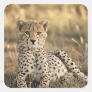 Sticker Carré Cheetah, Acinonyx jubatus