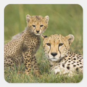 Sticker Carré Cheetah, Acinonyx jubatus, avec Cub