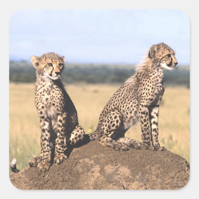 Sticker Carré Cheetah Cubs (Devant)