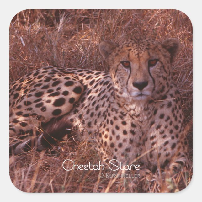 Sticker Carré Cheetah Stare (Devant)