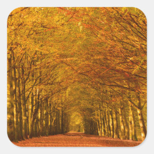 Sticker Carré Chemin de marche à travers la forêt dans