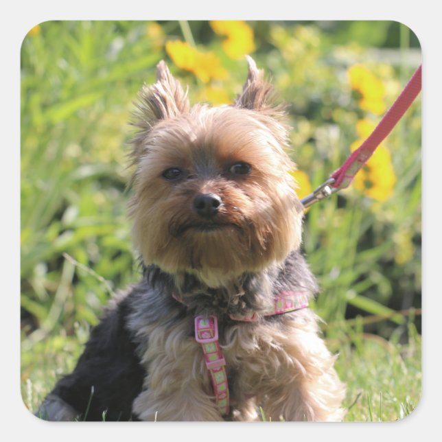 Sticker Carré Chérie simple (Devant)