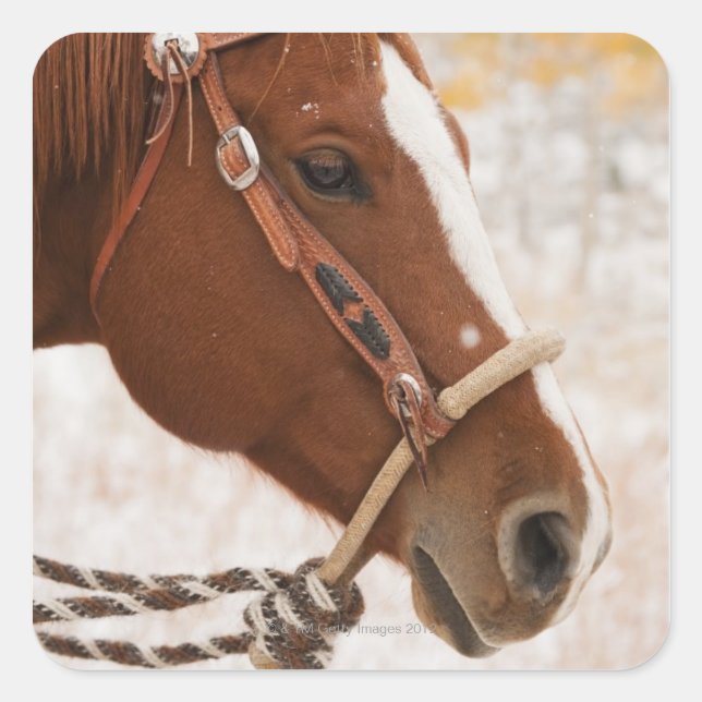 Sticker Carré Cheval (Devant)