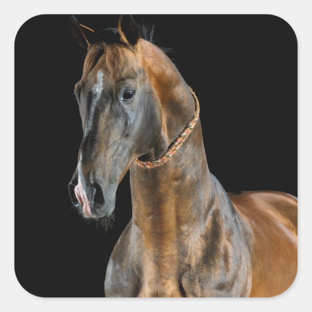 Sticker Carré Cheval Akhal-Teke (Devant)