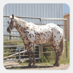 Sticker Carré Cheval Appaloosa Brown tacheté