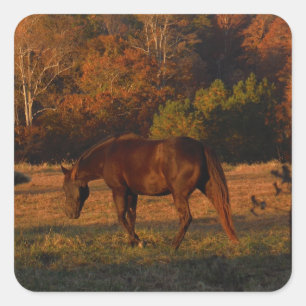 Sticker Carré Cheval Brown rouge, bois d'automne.