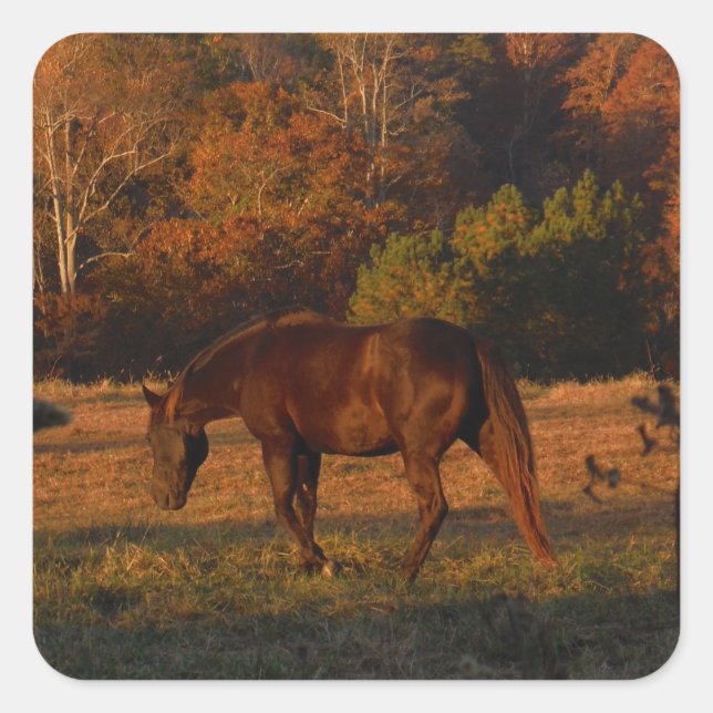 Sticker Carré Cheval Brown rouge, bois d'automne. (Devant)