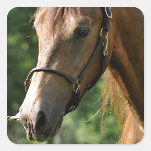 Sticker Carré Cheval Buckskin Morgan (Devant)