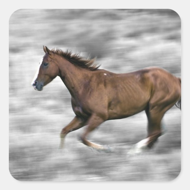 Sticker Carré Cheval de course (Devant)
