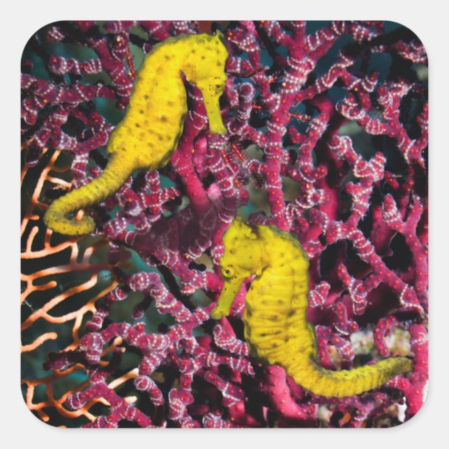 Sticker Carré Cheval de mer commun | Hippocampus Taeniopterus (Devant)