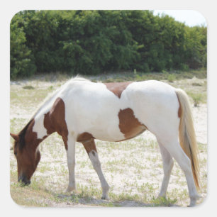 Sticker Carré Cheval d'île d'Assateague