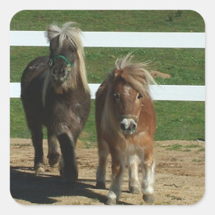 Sticker Carré Cheval miniature adorable