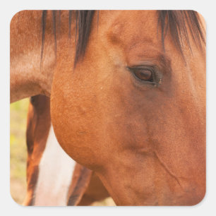 Sticker Carré Cheval Se Cache Derrière Le Cheval