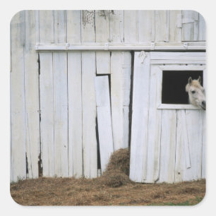 Sticker Carré Cheval Sticking Head out Barn Window