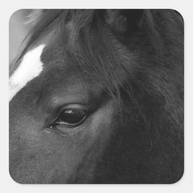 Sticker Carré Cheval stkcnm (Devant)
