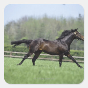 Sticker Carré Cheval Thoroughbreds, Wassl 1988,