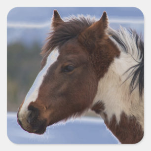 Sticker Carré Cheval Tri Coloré