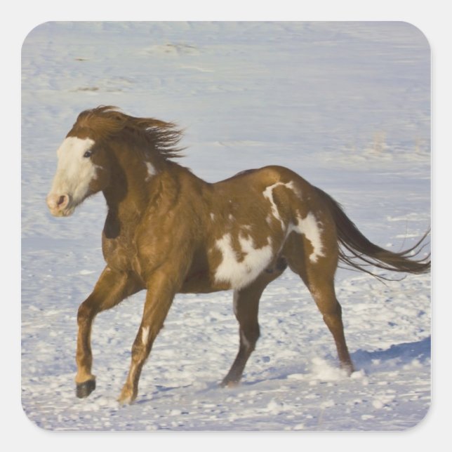 Sticker Carré Chevaux courant dans la neige (Devant)