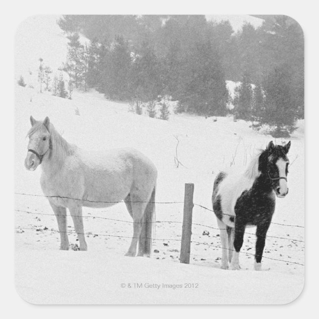 Sticker Carré Chevaux en ranch (Devant)