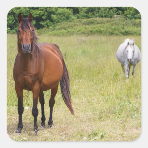 Sticker Carré Chevaux gris et lauriers