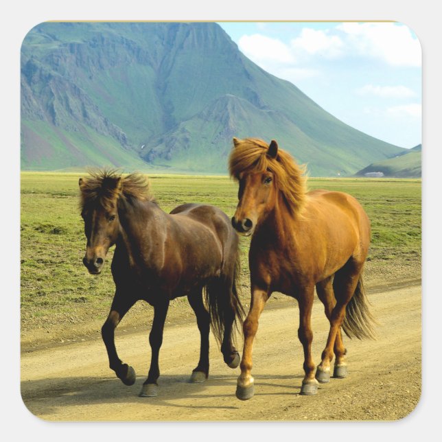 Sticker Carré Chevaux islandais (Devant)