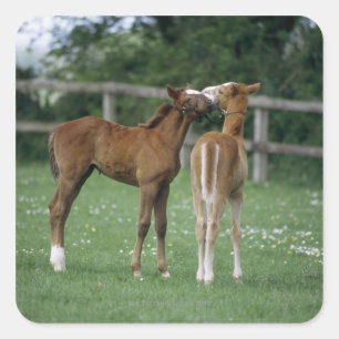 Sticker Carré Chevaux - Rbrebis, poulains,