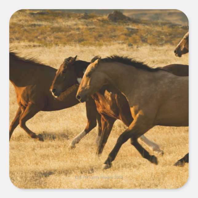 Sticker Carré Chevaux sauvages (Devant)