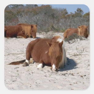 Sticker Carré Chevaux Sauvages Faisant la Sieste au Parc Nationa