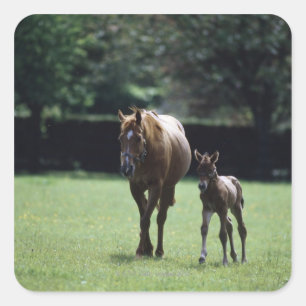Sticker Carré Chevaux - Thoroughbred, Mare Et Foie,