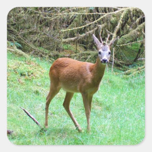 Sticker Carré Chevreuil mâle – Élégant animal de la forêt