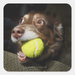 Sticker Carré Chien avec balle de tennis