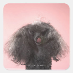 Sticker Carré Chien avec des cheveux devant le visage et la