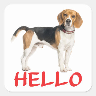 Sticker Carré Chien Beagle Mignon Amour Bonjour Tu Me Manques Am