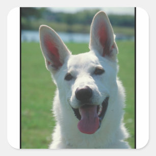 Sticker Carré Chien berger allemand blanc