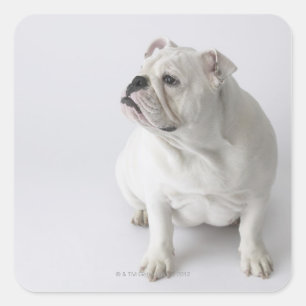 Sticker Carré Chien blanc