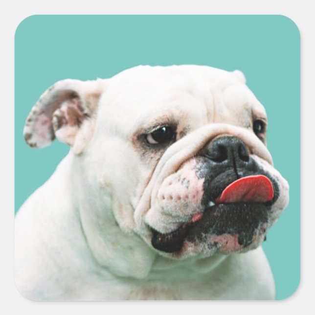 Sticker Carré Chien blanc mignon Bulldog (Devant)