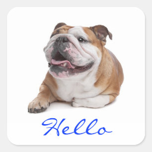 Sticker Carré Chien Bouledogue Puppy Chien Salutation Autocollan