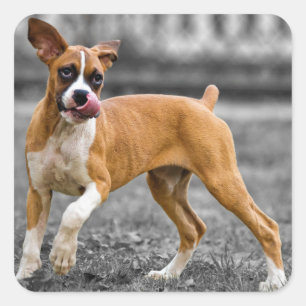 Sticker Carré Chien Boxer chiot noir et blanc