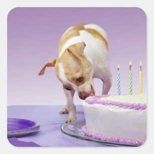 Sticker Carré Chien (chihuahua) mangeant un gâteau d'anniversair