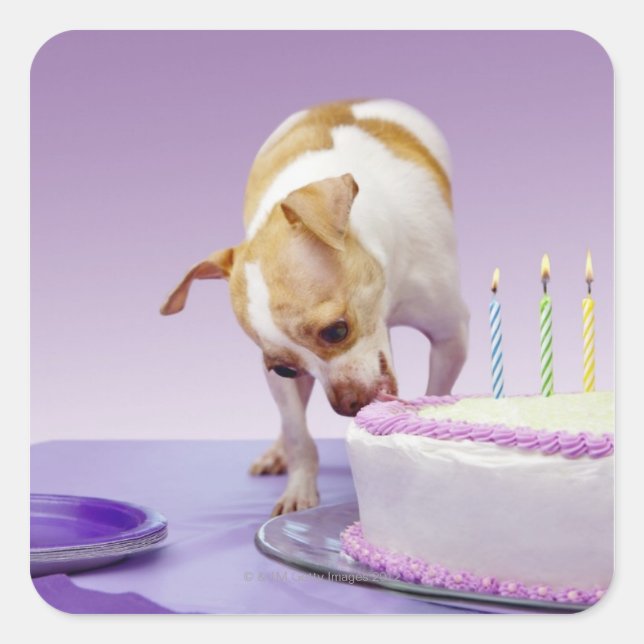 Sticker Carré Chien (chihuahua) mangeant un gâteau d'anniversair (Devant)