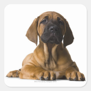 Sticker Carré Chien chiot