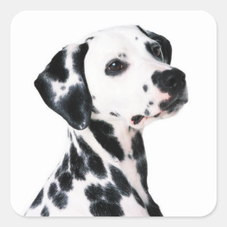 Sticker Carré Chien dalmate mignon