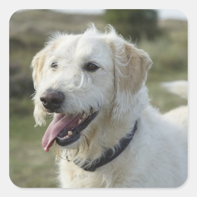 Sticker Carré Chien dans la terre de bruyère (Devant)
