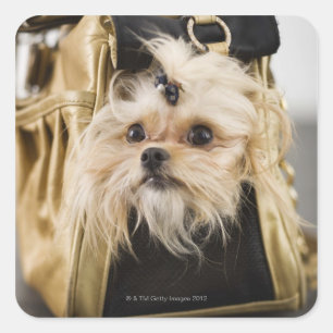 Sticker Carré Chien dans un sac