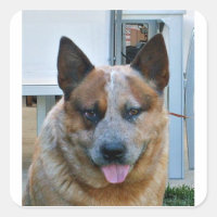 chien de bétail australien rouge.png