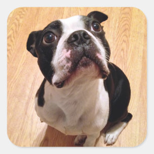 Sticker Carré Chien de Boston Terrier