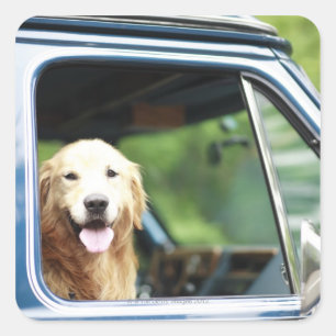 Sticker Carré Chien de compagnie assis dans une voiture