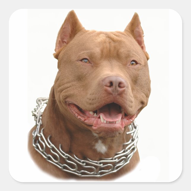 Sticker Carré Chien de Pitbull (Devant)