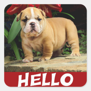 Sticker Carré Chien de race Bouledogue Anglais Puppy Amour Autoc