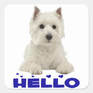 Sticker Carré Chien de race West Highland Terrier Blanc Puppy Bo